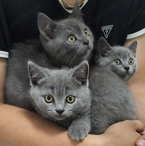 pui British Shorthair 100%