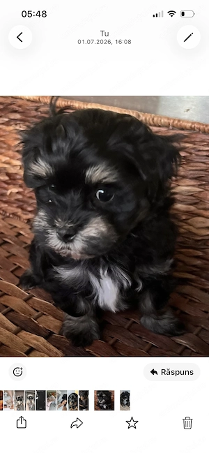 Bichon havanez superbi