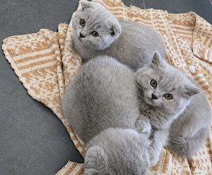 british scottish fold  longhair lila - imagine 2