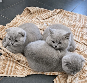 british scottish fold  longhair lila - imagine 3