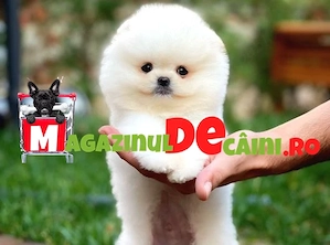 HRANA+LIVRARE la Bucuresti-Rezerva Pomeranian BOO Mini TOY Albi sau Maro-Exemplare superbe cu acte