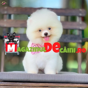 HRANA+LIVRARE la Bucuresti-Firma Autorizata-Pomeranian Boo Mini Vanzare cu Factura,Microcip,Garantie