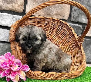 Bichon havanez puiuti