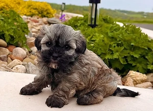 Bichon havanez puiuti - imagine 2