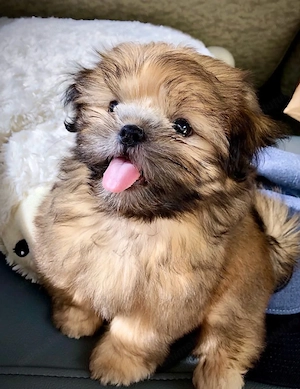 Bichon havanez 650 lei