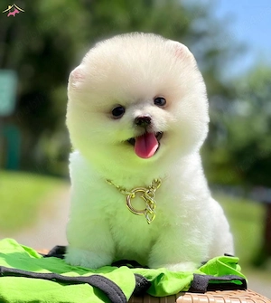 HRANA GRATUITA-Pui Pomeranian cu Pasaport Talie Mica rasa pura-transport in tara si la Bucuresti - imagine 2