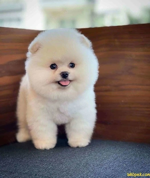 HRANA GRATUITA-Pui Pomeranian cu Pasaport Talie Mica rasa pura-transport in tara si la Bucuresti - imagine 3