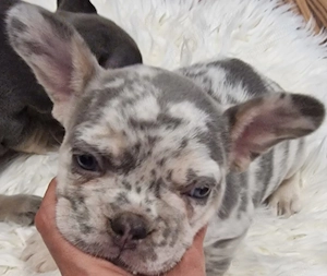 Căței Bulldog francez cu Pedigree - imagine 2
