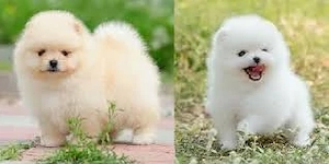 HRANA+PAȘAPORT+LIVRARE la Bucuresti-Pomeranian mini  cu microcip,carnet,factura,garantie - imagine 3
