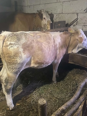 jurincă vârstă 5 luni 