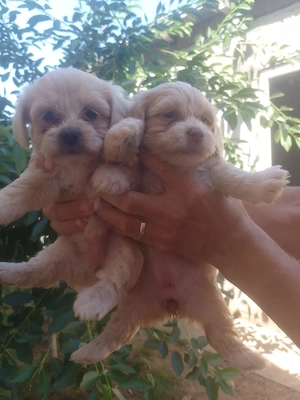 Catei Bichon Maltez  - imagine 2