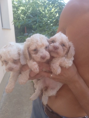 Catei Bichon Maltez  - imagine 3