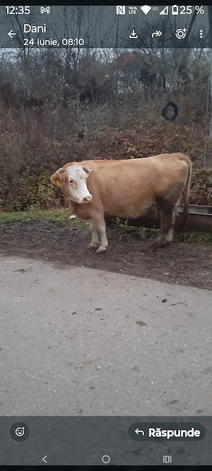 Vând vaca  cu lapte