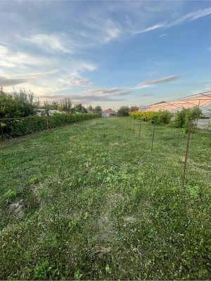 Casa cu teren 2500mp stradal dupa comuna  Berceni - imagine 10