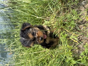 Yorkshire terrier puiuți talie mica