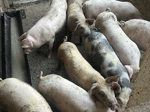 Vand grasuni 11 bucati castrati