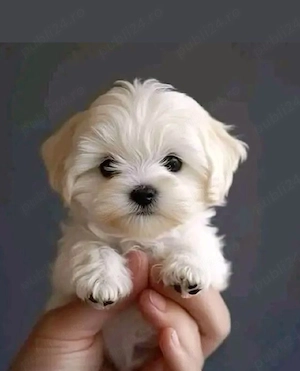 Bichon mini toy  - imagine 3