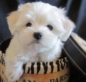 Bichon mini toy 