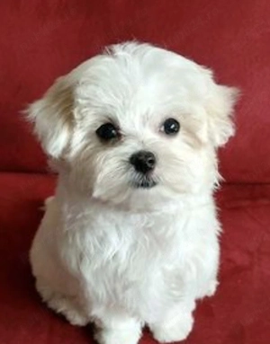 Bichon mini toy  - imagine 4