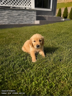 Golden Retriever Parinti pedigree - imagine 5