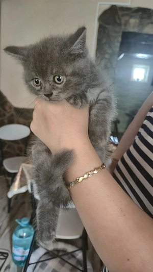 Băiețel british shorthair - imagine 2