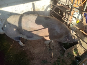 Vand porc din rasa pietran, 180-200 kg - imagine 4