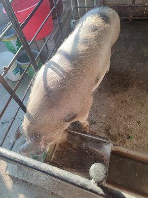 Vand porc din rasa pietran, 180-200 kg - imagine 3