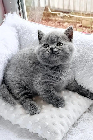 British shorthair adorabili - imagine 3