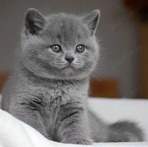 British shorthair adorabili