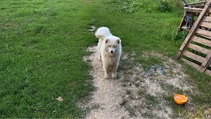 Vând Samoyed
