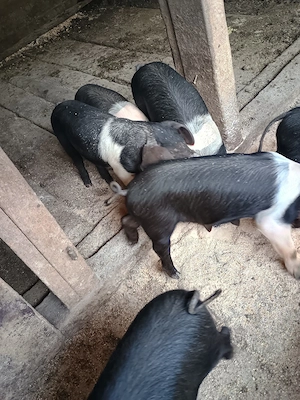 disponibil purceii Bazna de 8 săptămâni foarte mâncăcioși 10 buc  - imagine 3