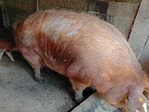 scroafa duroc