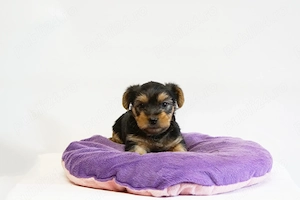 Yorkshire Terrier mini toy - imagine 2