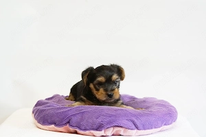 Yorkshire Terrier mini toy - imagine 3