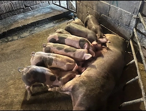 Purceii de vânzare la un preț bun