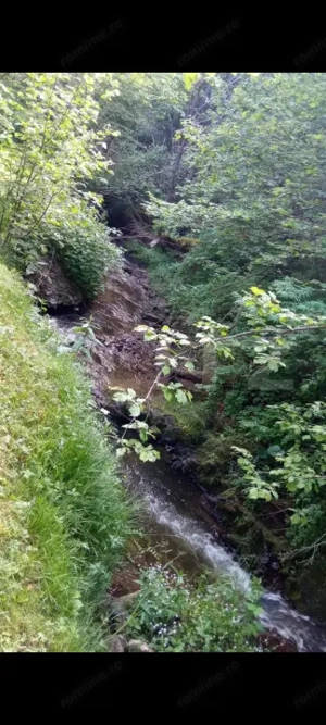 Cabana cu parau si brazi maturi, 1400mp, Valea Fericirii - imagine 7