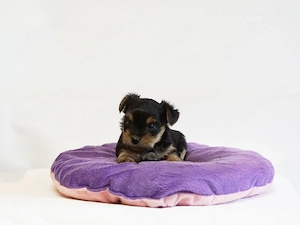 Yorkshire Terrier mini toy - imagine 5