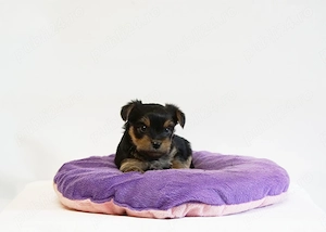 Yorkshire Terrier mini toy - imagine 4
