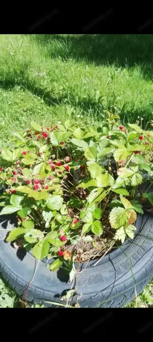 Cabana cu parau si brazi maturi, 1400mp, Valea Fericirii - imagine 9