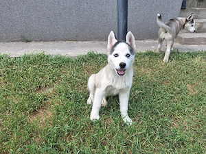 Pui de Haski Siberian  cu livrare in Tulcea, Constanța, Brăila și Galati