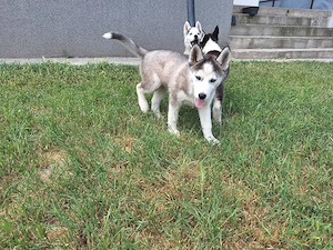Pui de Haski Siberian  cu livrare in Tulcea, Constanța, Brăila și Galati - imagine 2