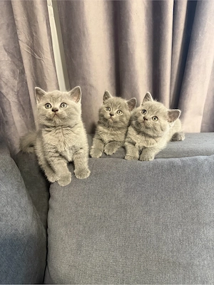 British shorthair blue  - imagine 5