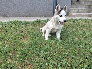 Pui de Haski Siberian  cu livrare in Tulcea, Constanța, Brăila și Galati - imagine 3
