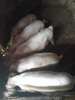 Vand purcei grasuni 