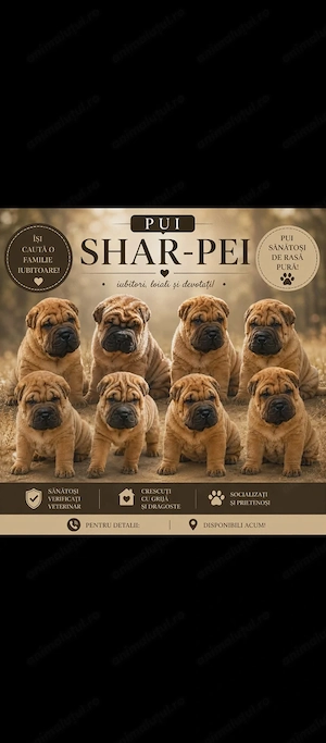 Foarte jucăuși ,ideal pt familie,