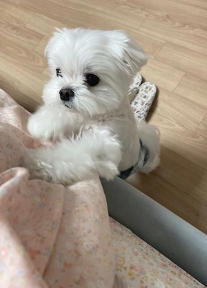 Bichon mini toy 