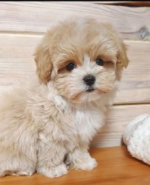 Maltipoo Pudel mini toy Poodle 