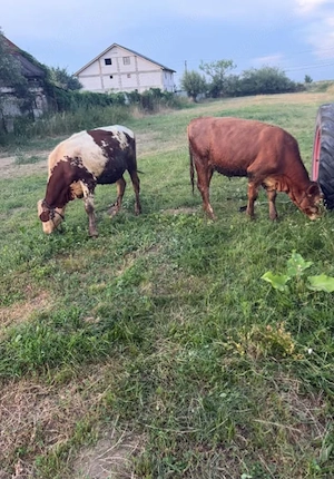 vând 2 vițele 