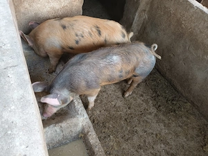 Vând ,purcei duroc cu pietrain. - imagine 4