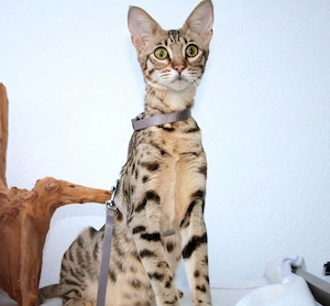 Pisici Savannah F5 superbe disponibile